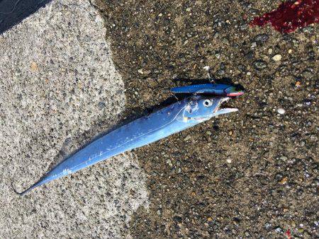 デイサーベリング