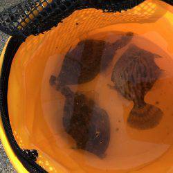 まさかのイトヨリ