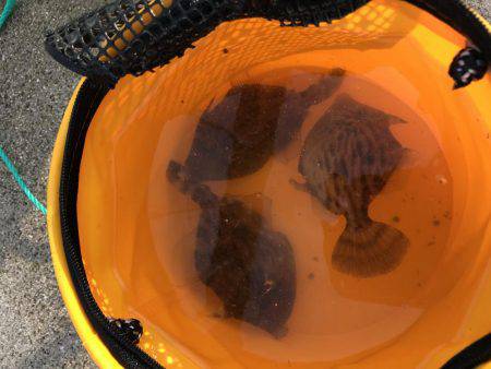 まさかのイトヨリ