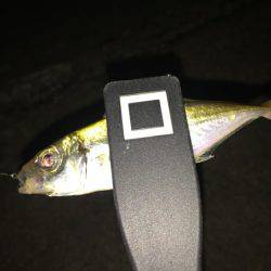 アジ探し 大阪南