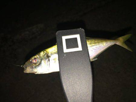 アジ探し 大阪南