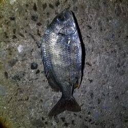 ナイトライトゲーム