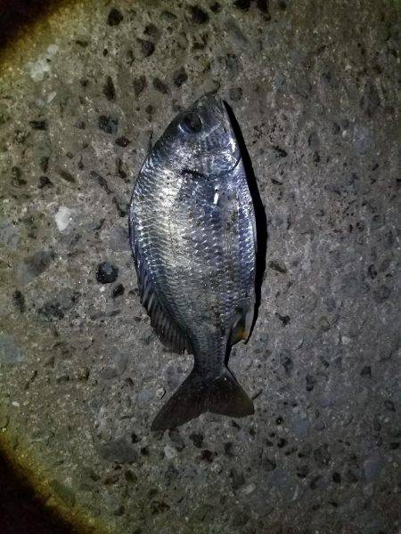 ナイトライトゲーム