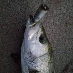 シーバスフィッシング