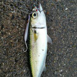 舞洲ショアジギング