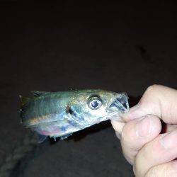 秋アオリ不発‼