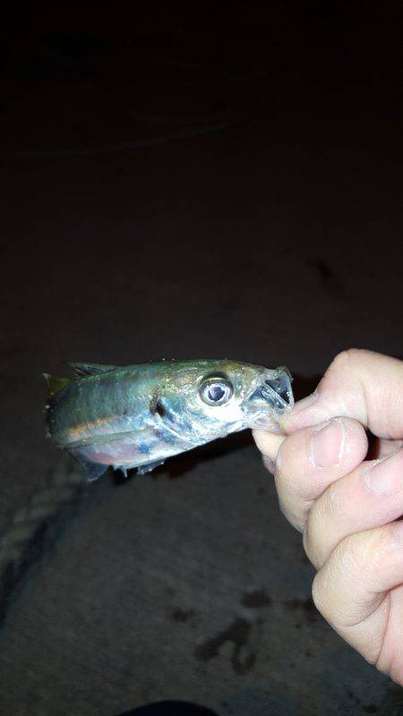 秋アオリ不発‼