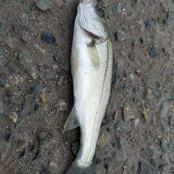 タチウオ釣り…マナー悪し…