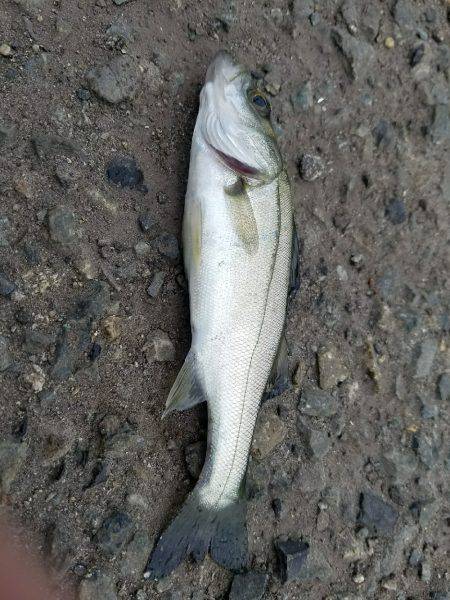 タチウオ釣り…マナー悪し…