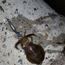 秋アオリが釣りたい～season3～