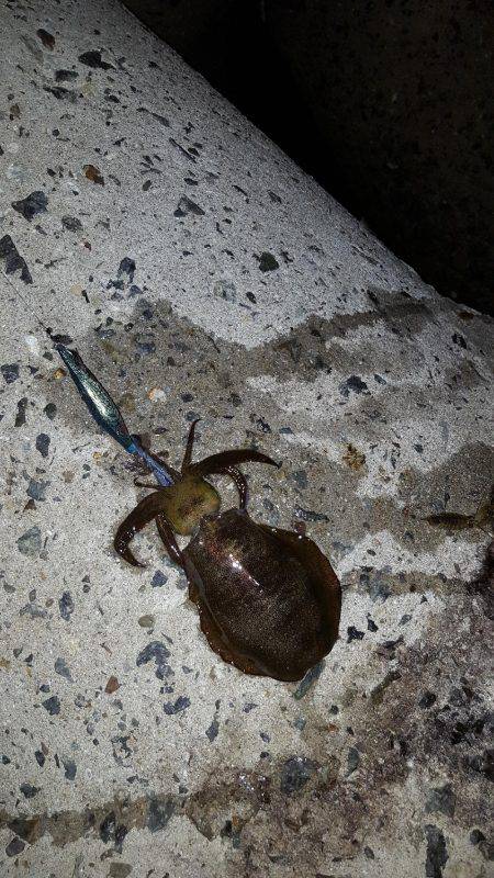 秋アオリが釣りたい～season3～