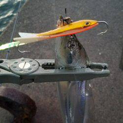 雨上がり太刀魚調査！