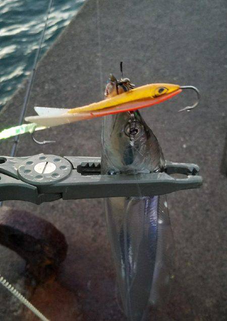 雨上がり太刀魚調査！