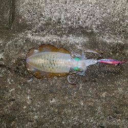 日々成長するアオリイカ