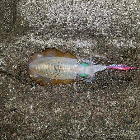 日々成長するアオリイカ