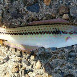 キスからカレイの調査