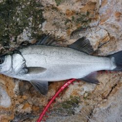 勝負になりません(^_^;)