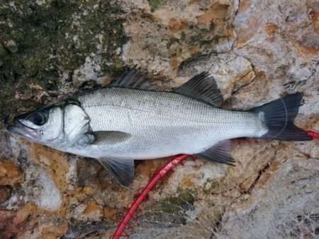 勝負になりません(^_^;)