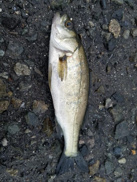 少しはマシになってきた♪(笑)