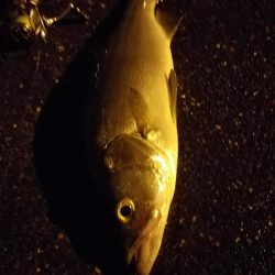 早朝フィッシング