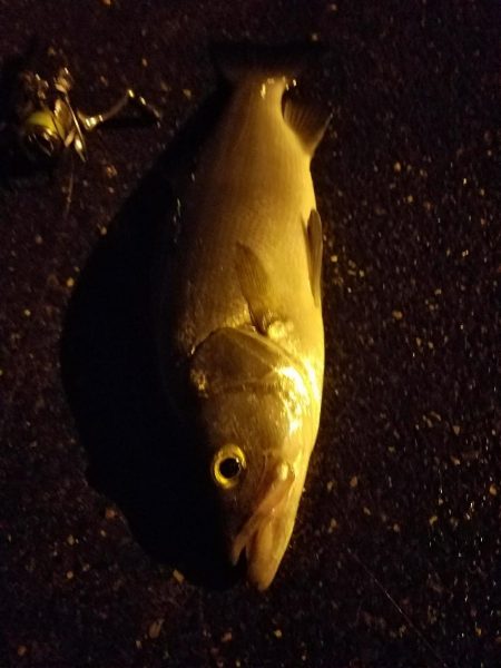 早朝フィッシング