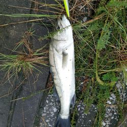 シーバスフィッシング