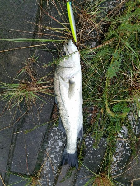 シーバスフィッシング