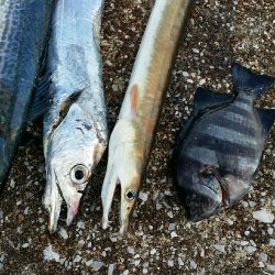 良い出来じゃないでしょうか?