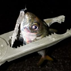 雨でも高活性！