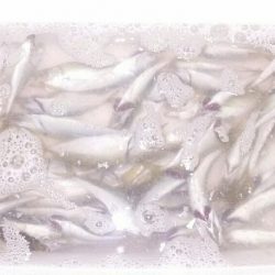 究極の豆アジング