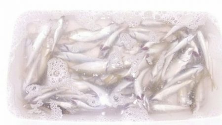 究極の豆アジング