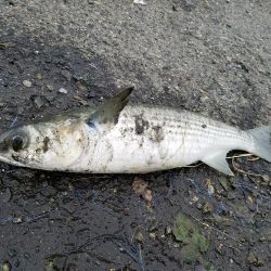 この釣り場もそろそろ終わりかなぁ