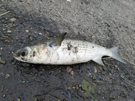 この釣り場もそろそろ終わりかなぁ