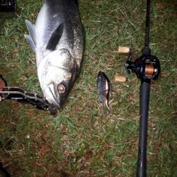 台風後シーバス