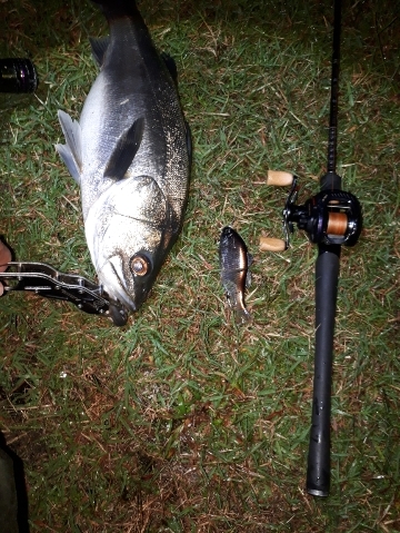 台風後シーバス