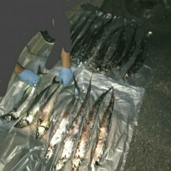 たまたま！？！？