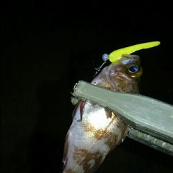 アジングとエギング