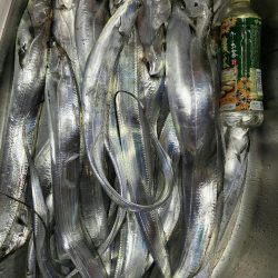 台風接近の中、名田屋で太刀魚