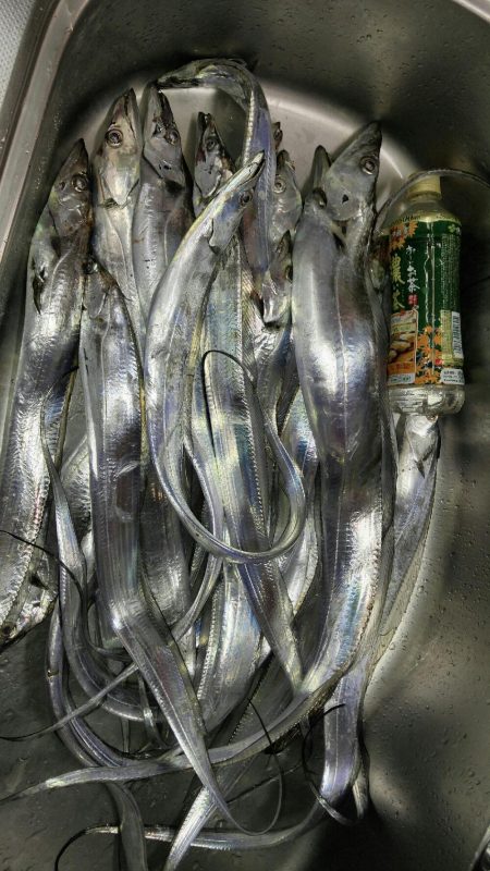 台風接近の中、名田屋で太刀魚