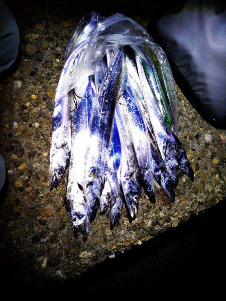 太刀魚たくさん釣れました(^-^)