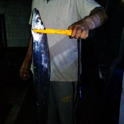 刀狩り！良型があがりました！