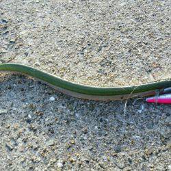 舞洲青物調査で、まさかのアイツ