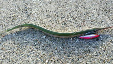 舞洲青物調査で、まさかのアイツ