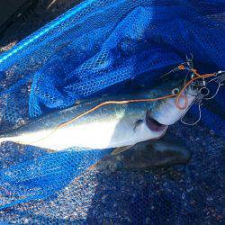 アオリイカ   ツバス