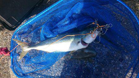 アオリイカ   ツバス