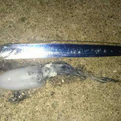 エギングロッド❗