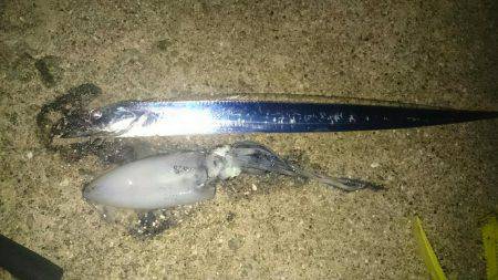 エギングロッド❗