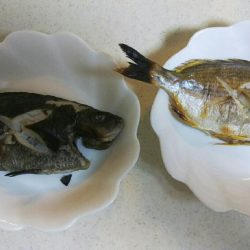 鯛は鯛でも(￣▽￣;)