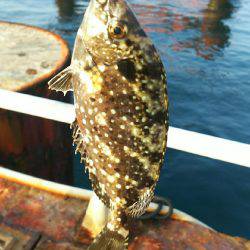 カワハギ釣れすぎ、食べきれない。