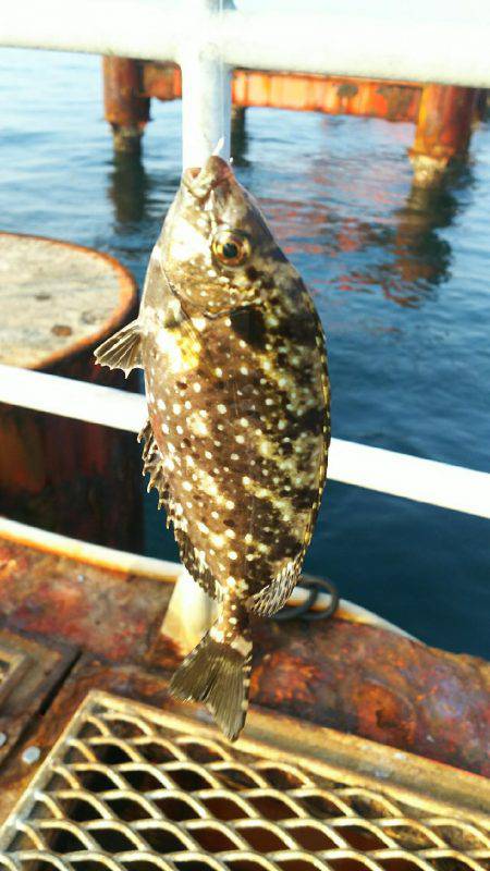 カワハギ釣れすぎ、食べきれない。